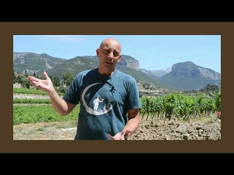 Visita una Bodega en Mallorca / Visit a Vineyard in Mallorca