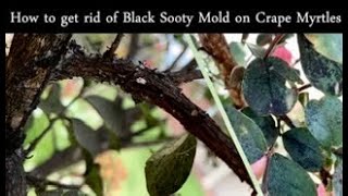 How to get rid of Black Sooty Mold and Scales  (Crape Myrtle Black Scale). | Houston Garden Zone 9a
