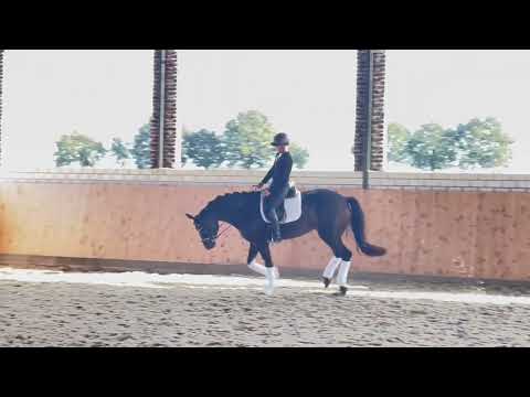 3 jährige Stute Zoom x Millennium