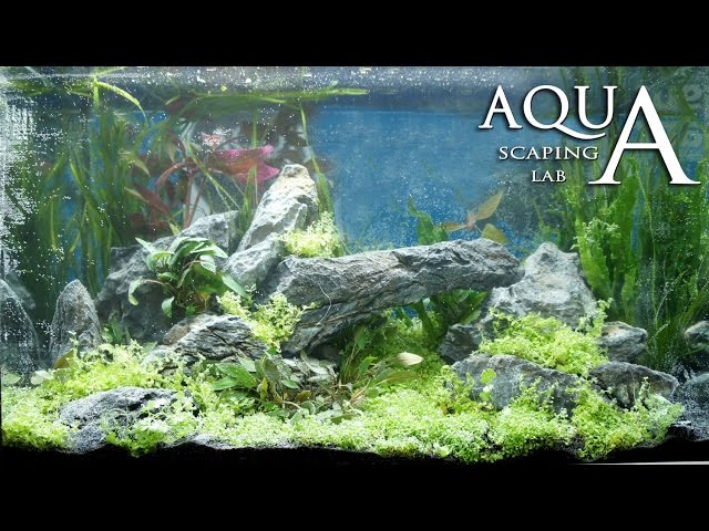 Aquascaping Lab - Tutorial Iwagumi Aquarium stone and meadow "Fantastic Garden" (61 x 30 x 44 h 70L)