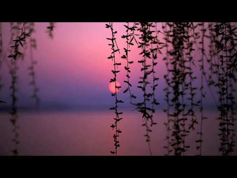 Omnimotion - Days of Silence (Lyrics) feat. Aleah