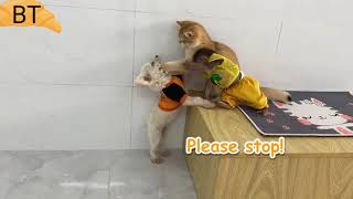 छोटी सी Monkey की मस्ती।। Funny video 2021।। Animals BT#monkeyfunnyvideo