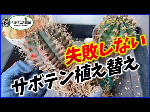 サボテンの植え替え:苦労せずに行う方法は次のとおりです トピックス