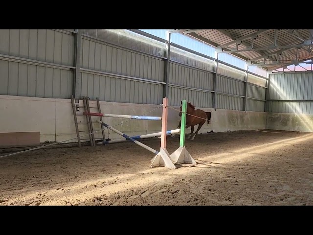 4 ans hongre par Canabis d'Albain X Veneur d'Etenclin