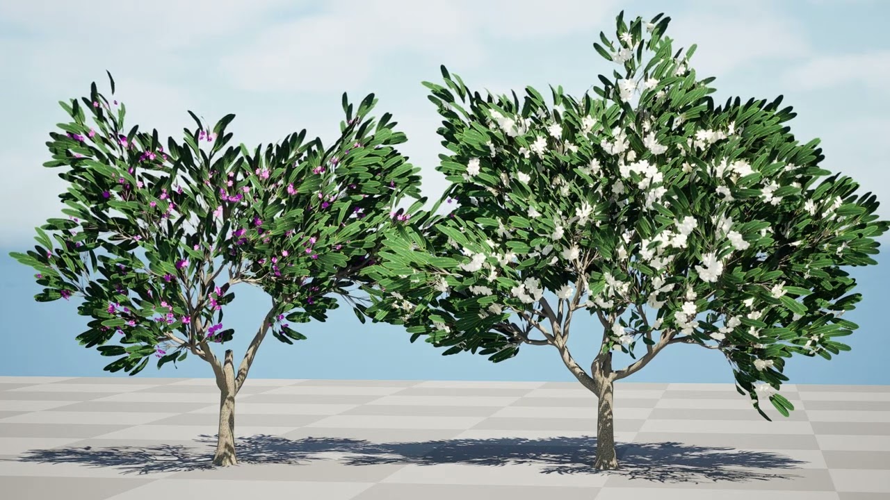 Animated Plumeria 3D Model
