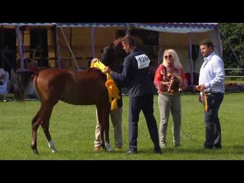 1 st place N.126 MADAGASKAR J - Ströhen 2017 Int B-Show - Junior Colts Championship (Class Q)
