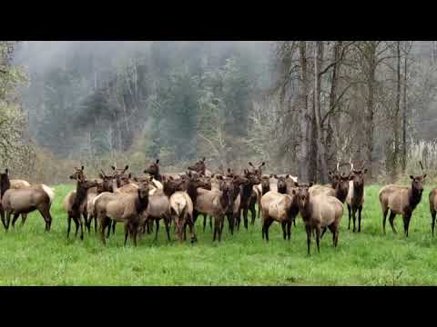 Elk herd hiding in plain sight
