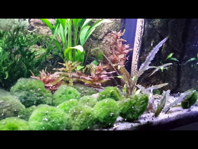 2 Male Bettas together with 8 females. New Shrimps 3 kinds.update tank nr 13 Led Akvastabil lumax
