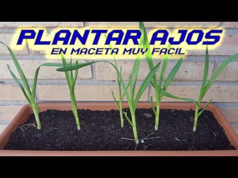 , title : 'Como Sembrar Ajos en Maceta || Plantar Ajos | Cultivar Ajos en Huerto Orgánico | Cultivo paso a paso'