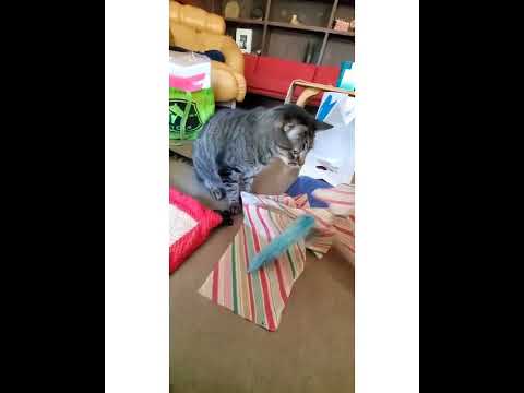 Crystal the Pet Nanny. LLC video.