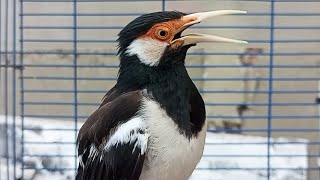 Download lagu Burung Jalak suren Gacor Mompa Full Variasi - Pancingan Jalak Suren Agar Gacor Full Isian Mewah mp3 Download lagu Burung Jalak suren Gacor Mompa Full Variasi - Pancingan Jalak Suren Agar Gacor Full Isian Mewah mp3