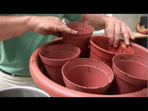 Ask Ian: Container Gardening