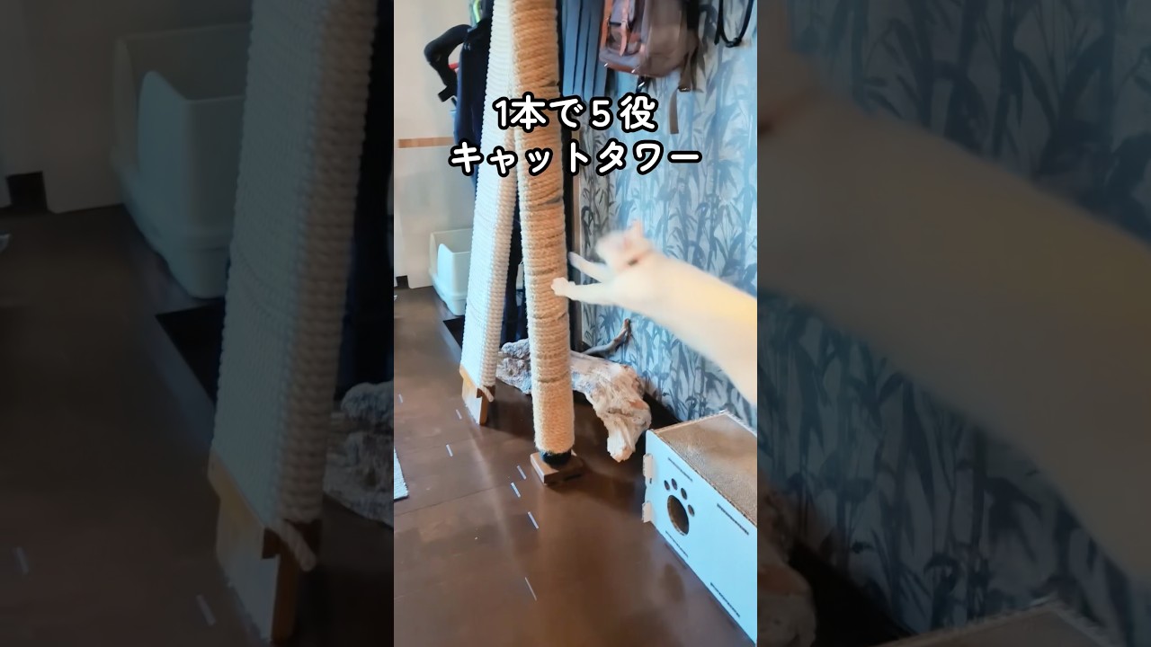 DIYでキャットタワー作ったら、猫たち想像以上に使いこなしてます🐈💨 #shorts #cat