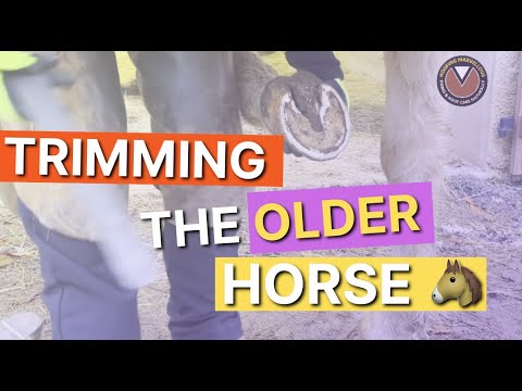 How to trim the older horse (with GREAT FEET!)