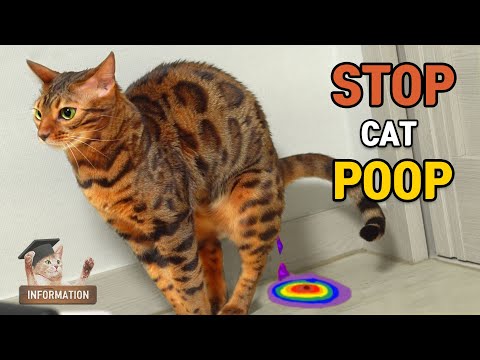 YouTube video about: How to stop cats from stepping in their poop?