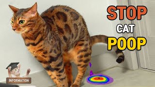 How to Stop Cat Poop Fail?ㅣDino cat information