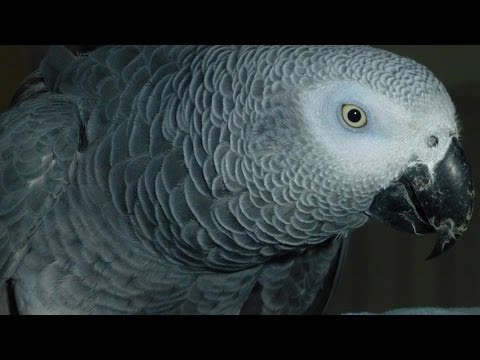 SPRECHENDER PAPAGEI  STIVY  SPRICHT SOO VIEL!   NEUE GERÄUSCHE UND WÖRTER - LANGWEILIG!