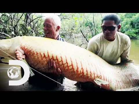 ジェレミーがフライロッドで250ポンドのアラパイヤを釣る｜リバーモンスターズ (Jeremy Catches A Monstrous 250lb Arapaima On A Fly Rod | River Monsters)