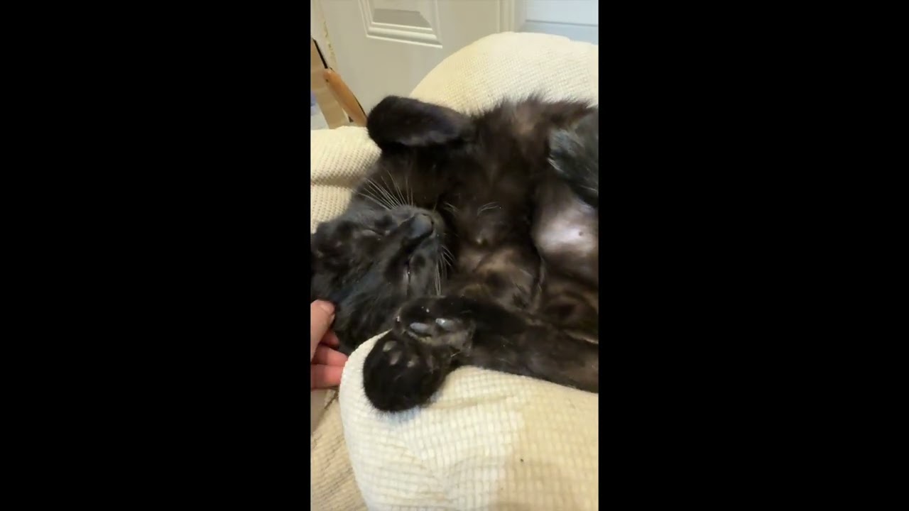 Enlarge Harrison, a Adoptable mixed breed in Syracuse, NY video 6/6