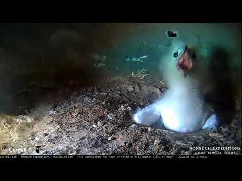 Baby Tropicbird wins an online yawning competition. 5.6.2020