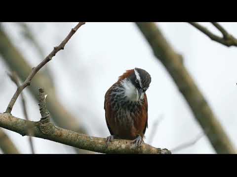 Šabľozob gaštanový (Pomatorhinus montanus) — správanie, biotop a hlas