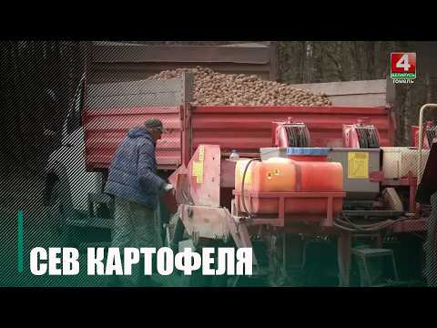 К посадке картофеля приступили на Гомельщине видео