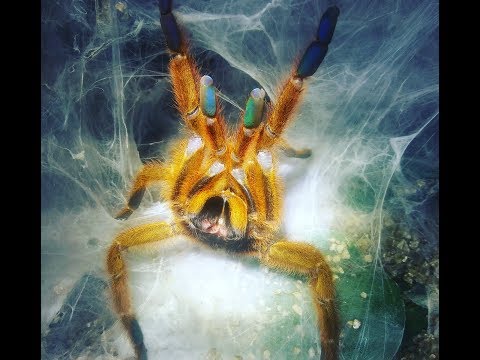 Great first pet tarantula (WAY FASTER THAN I THOUGHT) Zebra tarantula.