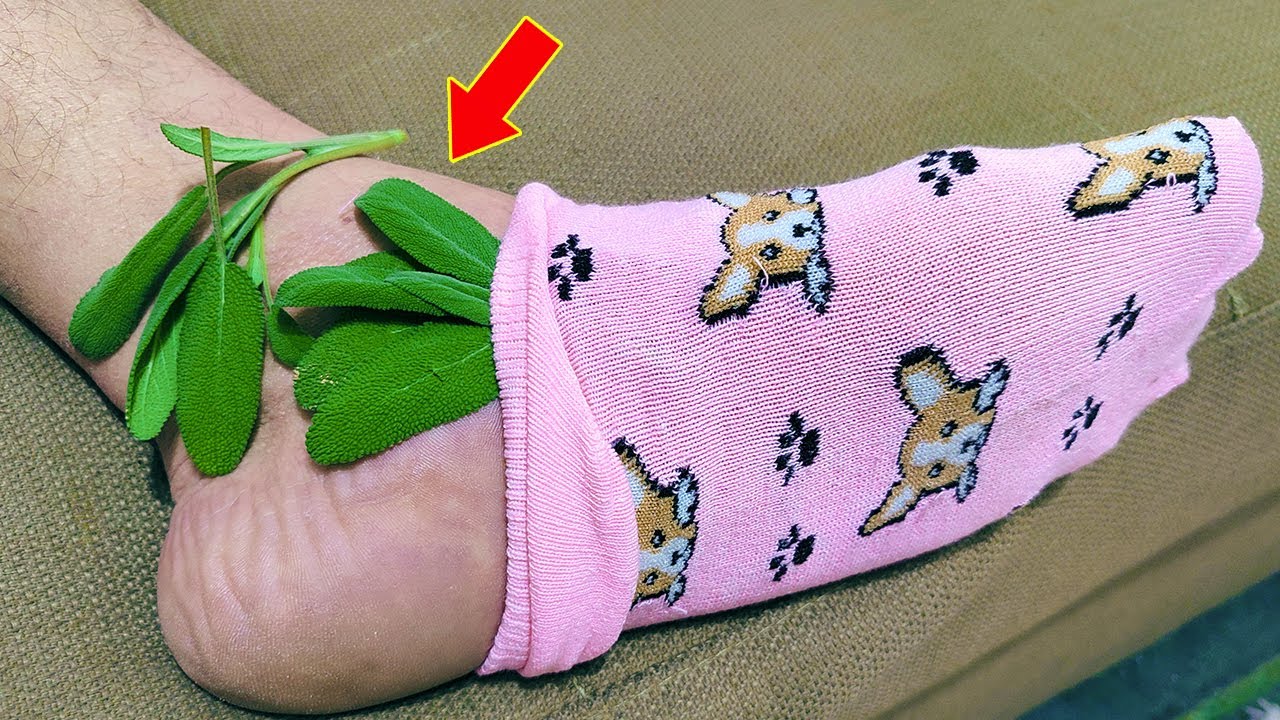 1 leaf destroys inflammation, dementia, pain, arthritis, osteoarthritis, migraine Did you know that?