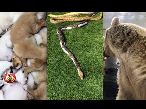Sheikh Hamdan with Snake Puppies Bear and Wolf