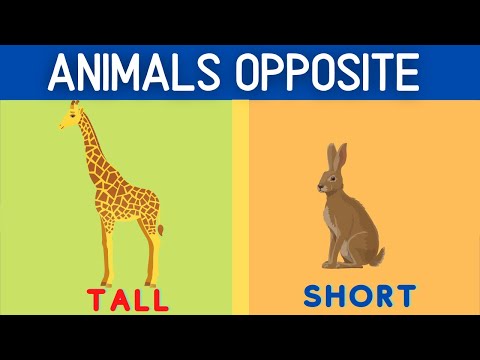 Animals Opposite For Kids | Learn the Opposites Words through Animals | Opposite Words for Kids