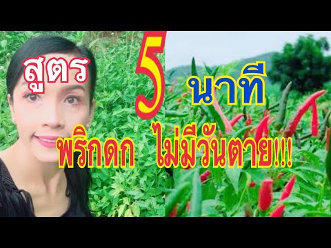 ความอ่อนแอและพุ่งออกมาอย่างรวดเร็ว หญ้าที่เพิ่มขึ้นแรง