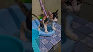 Download lagu Kucing mana lagi yang lahi modol bisa ku kerjain 🤣 #kucing #poop #modol mp3