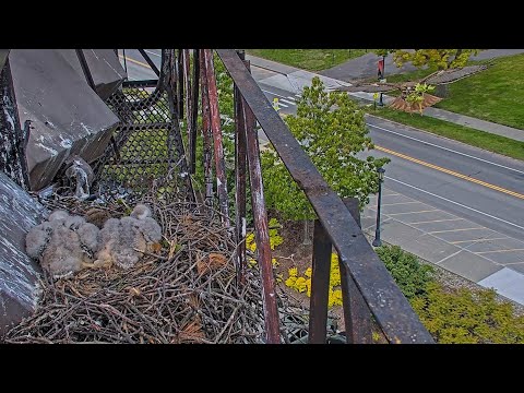 Big Red Swoops In With Fresh Sprig For The Cornell Hawks Nest – May 27, 2025