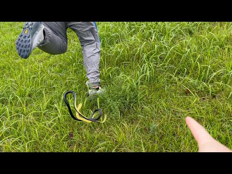 ペインさかい、猛毒ヘビから逃げる