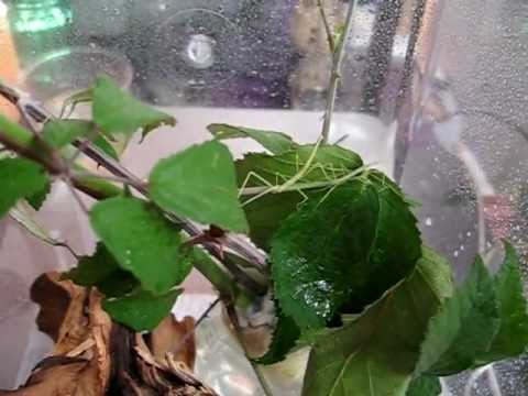 Indian stick insect (Carausius morosus) — teárium, kŕmenie a životný cyklus strašilky indickej