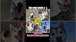 Video preview image #1 Siberian Husky-Unknown Mix Puppy For Sale in Rowlett, TX, USA