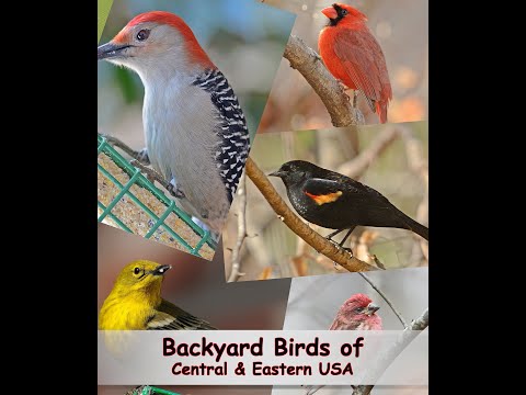 Identify Your Common Backyard Birds (Central & Eastern USA)