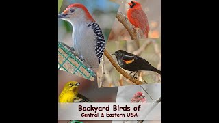 Identify Your Common Backyard Birds