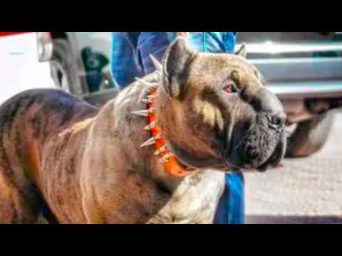 Estos Perros Están Prohibidos En Todo El Mundo
