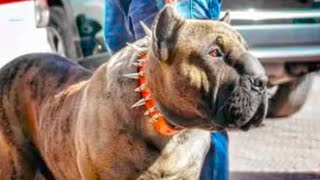 Estos Perros Están Prohibidos En Todo El Mundo MQDEFAULT Thumbnail
