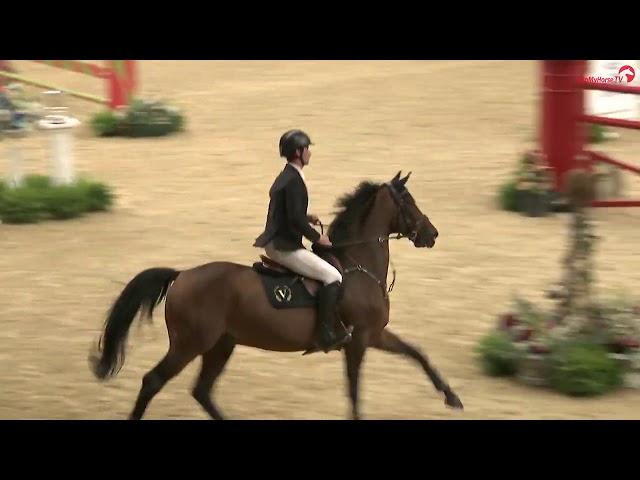 Gentlemen van het Veldhof, halfbrother of Silvano van het Veldhof