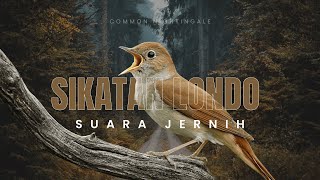 Download lagu Suara Burung Sikatan Londo Paling Merdu | Common Nightingale Bird Song (Real HD Recording) mp3