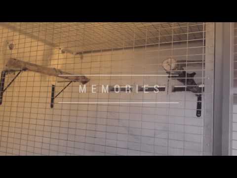 Alba Cockatoo Breeding Pair (My3sFarm)