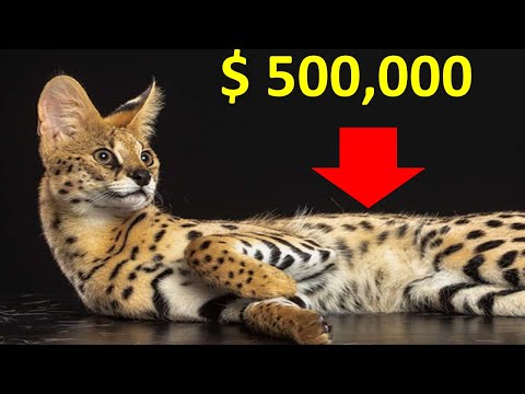 Top 12 Most Expensive Cat Breeds in the World