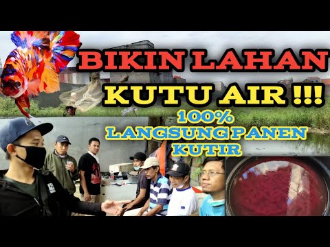 BUAT LAHAN KUTU AIR ! 100% LANGSUNG PANEN KUTIR