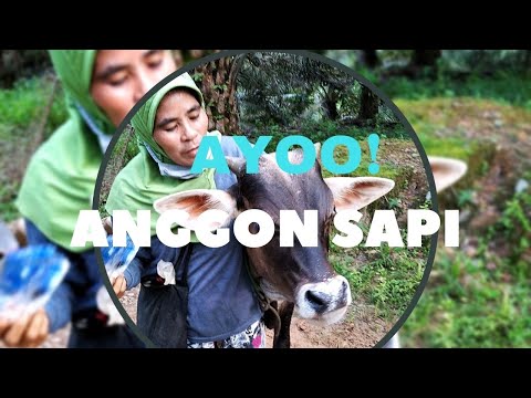 Keseruan Angon Sapi |Bhakti Farm