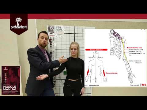 Exam Review Median Ulnar Radial Axillary Musculocut  Nerve Pathways Dr  Vizniak