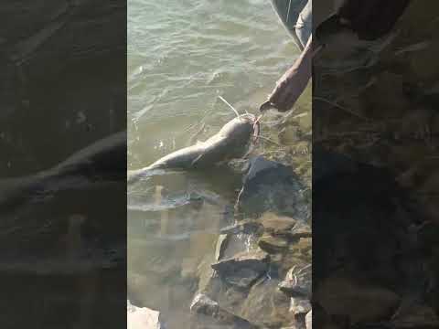 #hiphop #rap #beats #remix #bassfishing #fish #rapper #fishing #fishingtrip #automobile