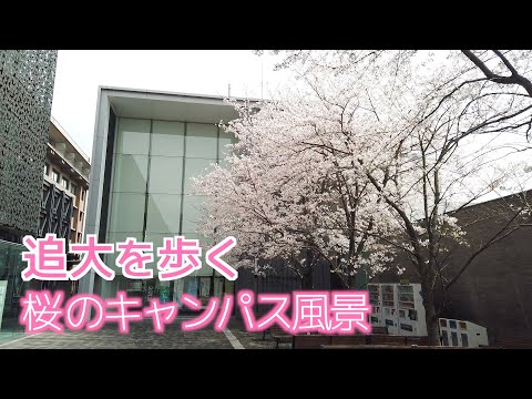 情報学科 追大を歩く4_桜のキャンパス風景（追手門学院大学）