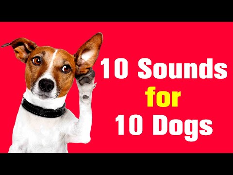 10 Sounds For 10 Dogs: Testing 10 Sounds on 10 Different Dogs